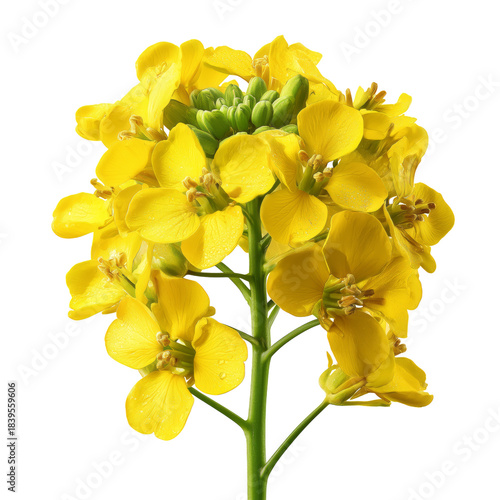 Close View of Yellow Flowers Growing on a Green Plant in a Simple Arrangement