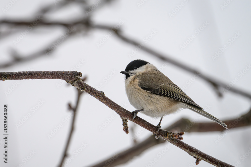 Fototapeta premium Marsh tit bird on a twig in winter. 