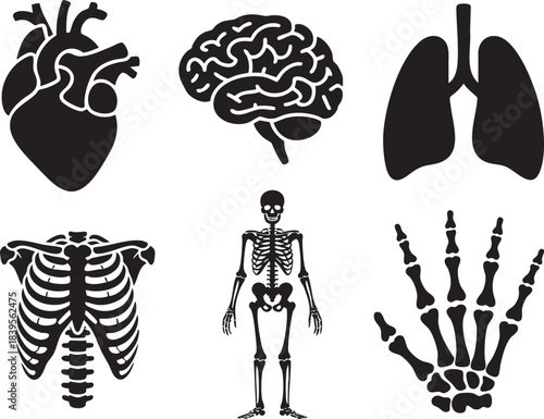 Black Silhouette Human Anatomy Icons Heart Brain Lungs Ribcage Skeleton Hand white