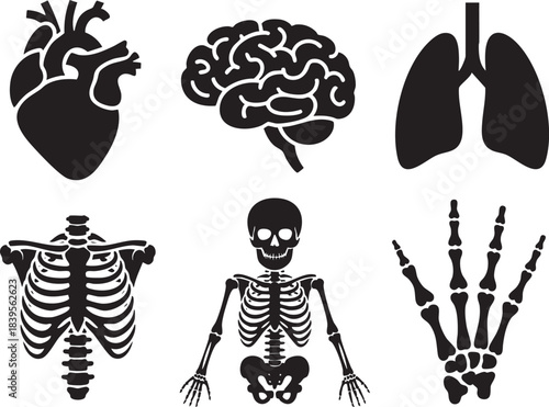 Black silhouette icons of human heart brain lungs rib cage full skeleton and hand bones vector