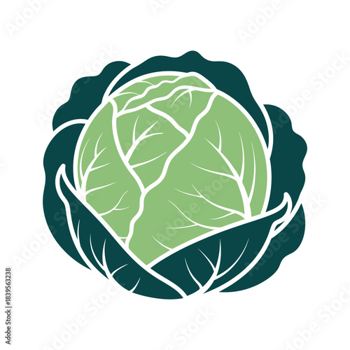 Stylized green cabbage vector illustration with layered leaves on a clean white background