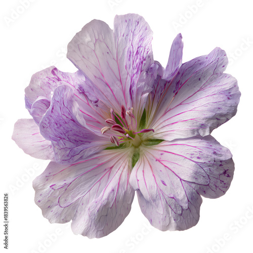 Delicate Purple Flower With Soft Petals and Visible Stamens in Natural Light