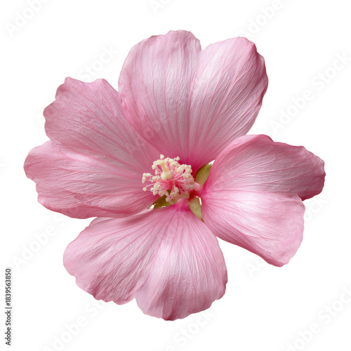 Pink Flower With Layered Petals and Green Center in Detail on a Plain Background