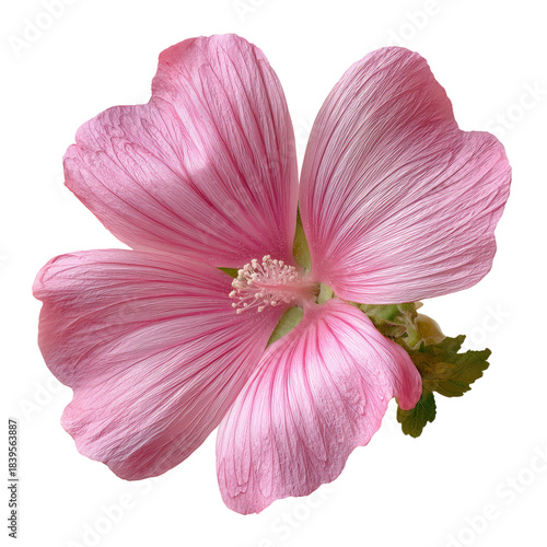 Pink Flower With Layered Petals and Green Center in Detail on a Plain Background