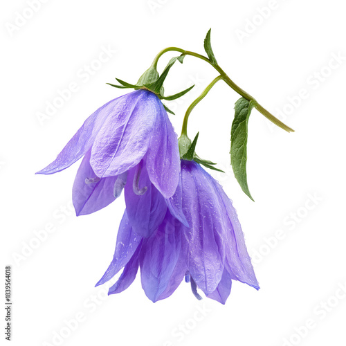 Delicate Purple Flowers Hang With Droplets of Water on a Sunny Day in a Garden