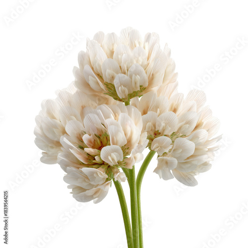 White Clover Flower With Round Shape and Green Stem in a Simple Background