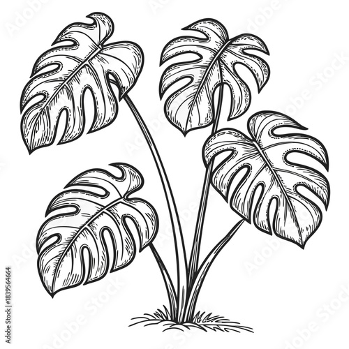 Monstera deliciosa plant vintage engraving style illustration with split leaves and cross hatching texture, black and white botanical line drawing vector