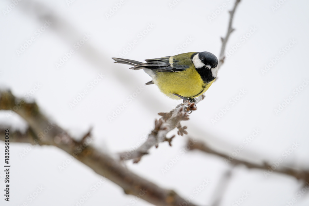 Fototapeta premium Great tit bird on a twig outside in winter. 