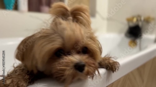 Cute Puppy Bath Time in Bathroom Bathtub