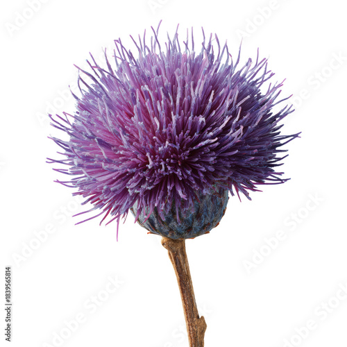 Purple Flower Displays Its Round Shape and Spiky Texture in Natural Light