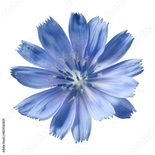 Blue Flower With Distinct Petals and Yellow Center Under Bright Light in a Cl...