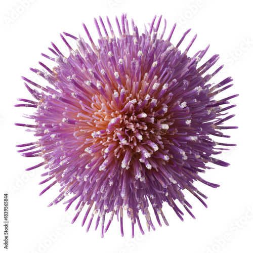 Purple Flower Displays Its Round Shape and Spiky Texture in Natural Light