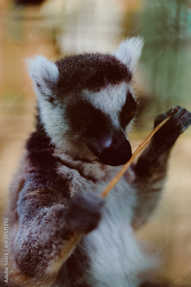 Obraz premium Lemur primate animal wildlife closeup portrait of a ring-tailed lemur holding a stick, detailed fur and expressive eyes, curious pose in naturalistic enclosure and gentle behavior captured.