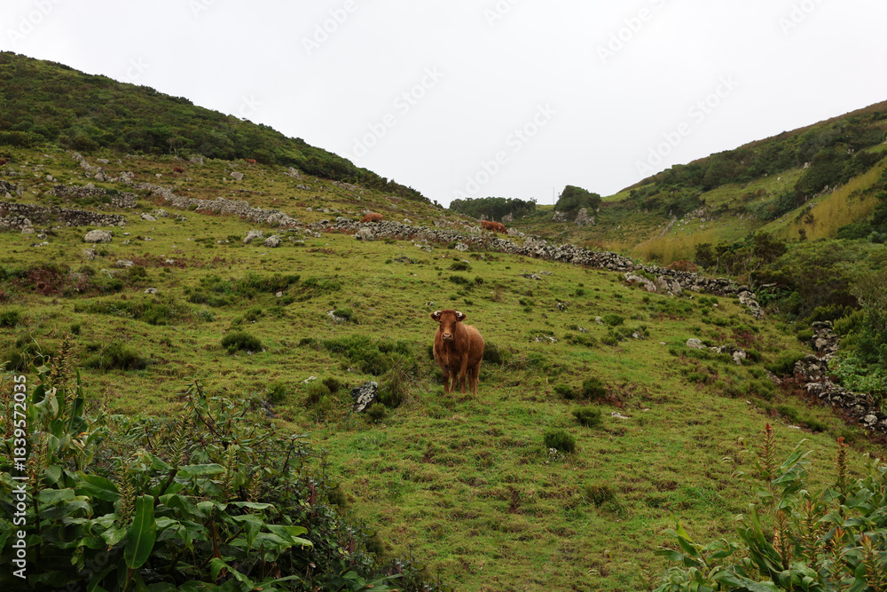 Fototapeta premium Green valley landscape with grazing cattle in distance, Flores Island, Azores