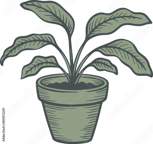 Vintage potted tropical houseplant drawing vector illustration engraving style home decor green plant