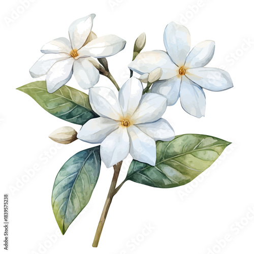 Stephanotis Flower, colorful watercolor painting with bold outlines, isolated on a white background.