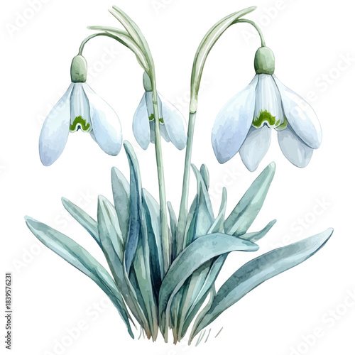 watercolor of Snowdrop Flower draw illustration, isolated on a white background.