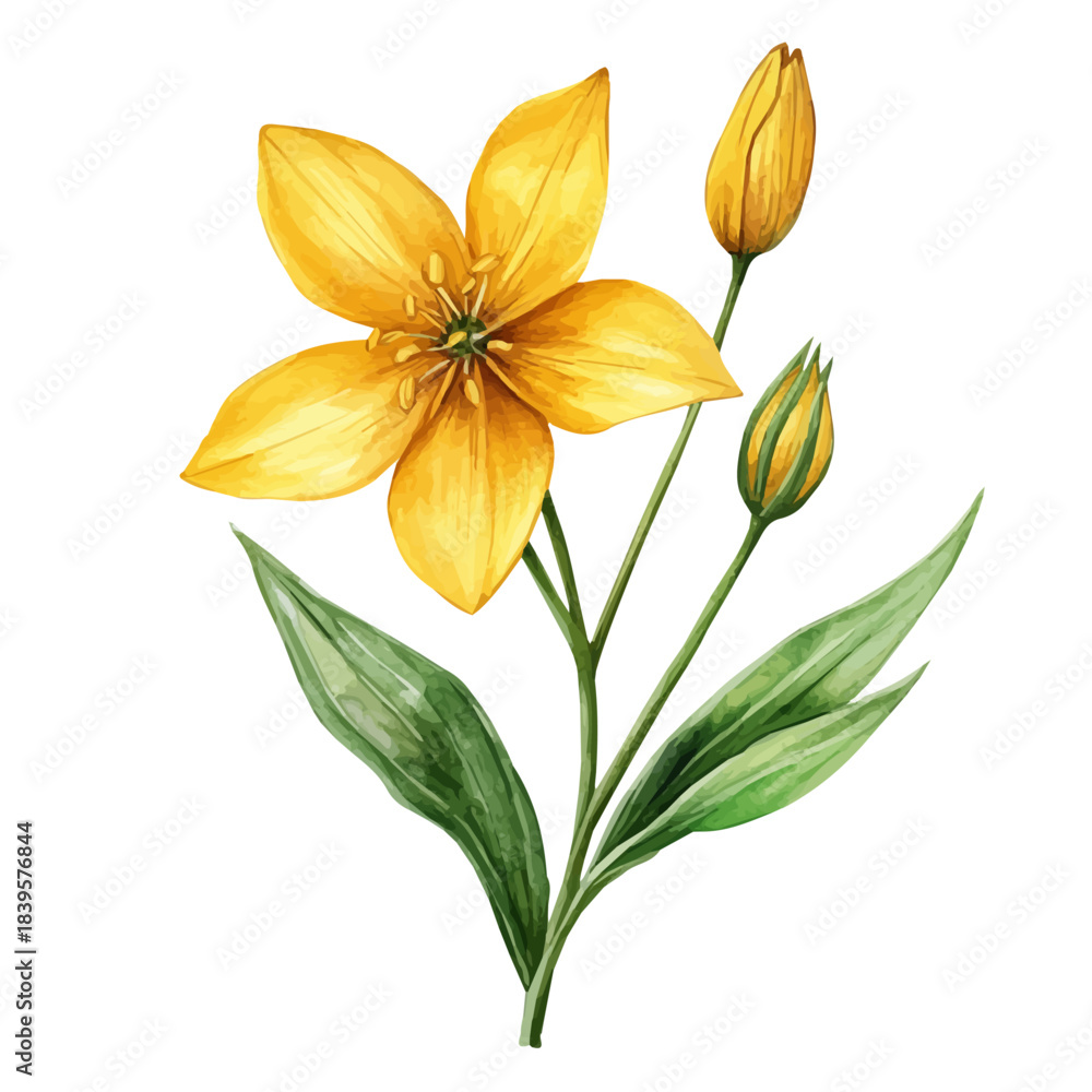 Fototapeta premium Shooting Star Flower, playful watercolor vector depicting lively antics and expressive gestures, isolated on a white background.