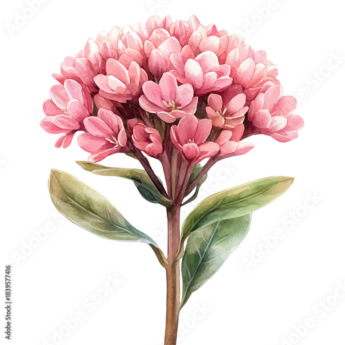 Sedum Flower, playful watercolor vector depicting lively antics and expressive gestures, isolated on a white background.
