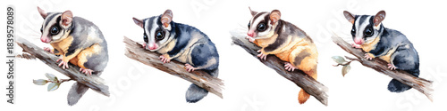 Baby sugar glider sitting on branches watercolor set isolated on transparent background