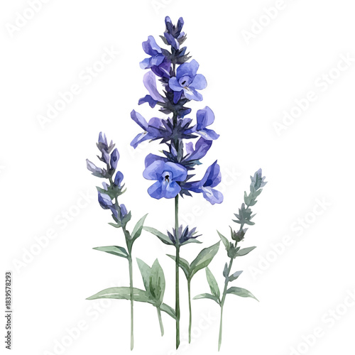 Salvia Flower, playful watercolor vector depicting lively antics and expressive gestures, isolated on a white background.