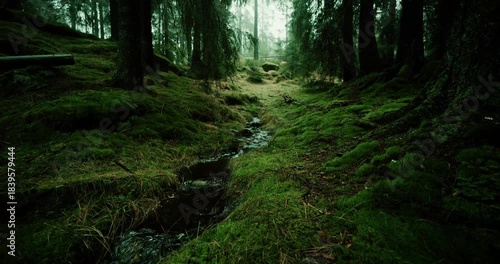 Nordic forest creek in gentle rain