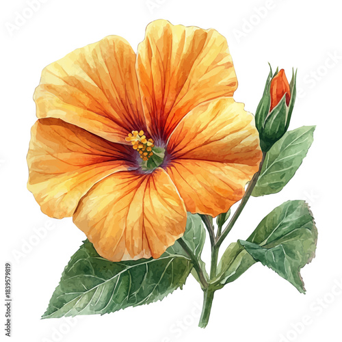 Rock Rose Flower, playful watercolor vector depicting lively antics and expressive gestures, isolated on a white background.