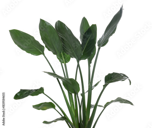 Quadro su tela Beautiful bird of paradise houseplant isolated on white