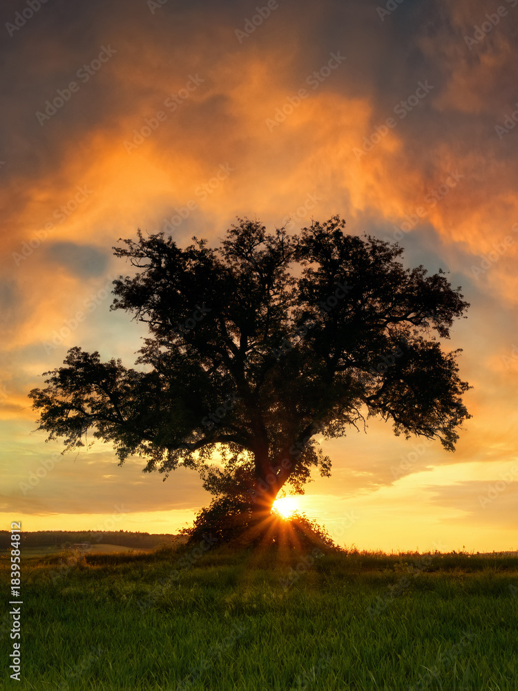 Fototapeta premium Silhouetted lone tree with dramatic sunset sky, the sun on the horizon, orange arch-shaped clouds and a meadow