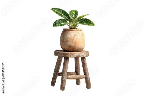 Houseplant in rustic clay pot on aged wooden stool