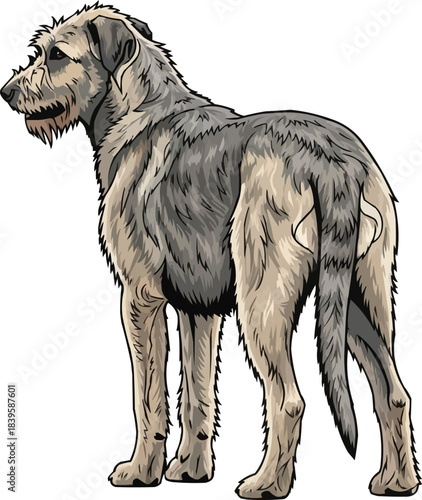Irish Wolfhound dog standing rear view pose looking away