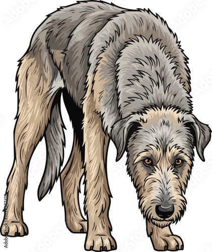 Irish Wolfhound dog standing intense downward gaze