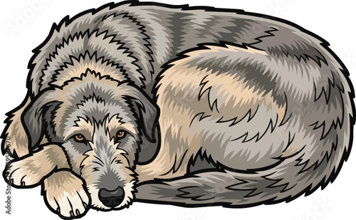 Irish Wolfhound dog lying down cute curled up pose