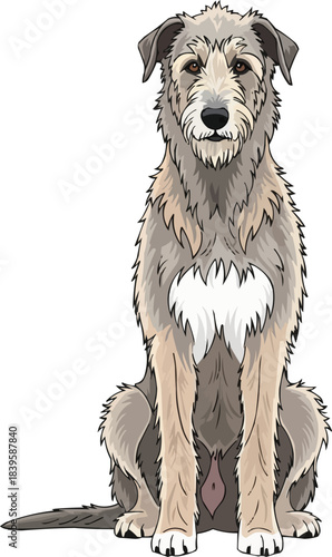Irish Wolfhound dog sitting upright facing front illustration
