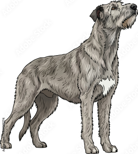 Irish Wolfhound dog standing looking up curious pose