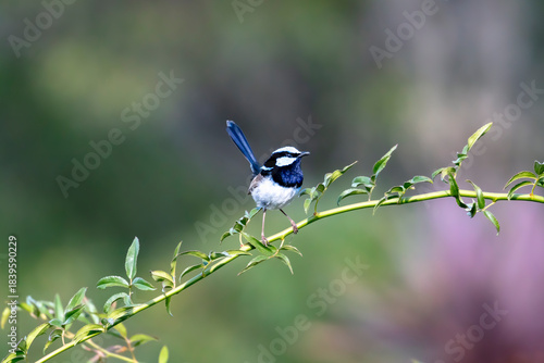 Photograph of a colourful male Superb Fairy Wren standing on a small branch in a domestic garden on a sunny day in the Blue Mountains in Australia.