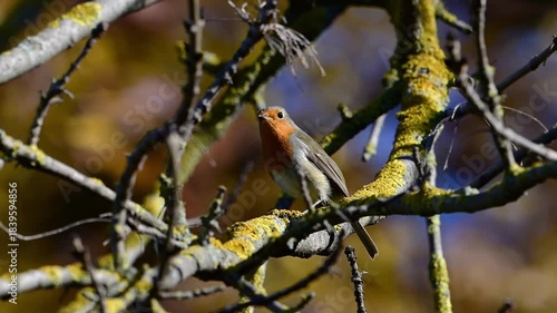 A European Robin Erithacus rubecula sings while perched on a branch in an urban park.