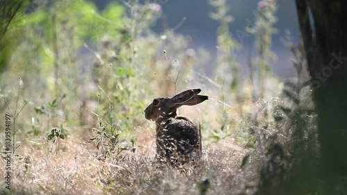 Hare Lepus europaeus in the wild looks alert and suddenly runs away after sensing danger. Slow motion.