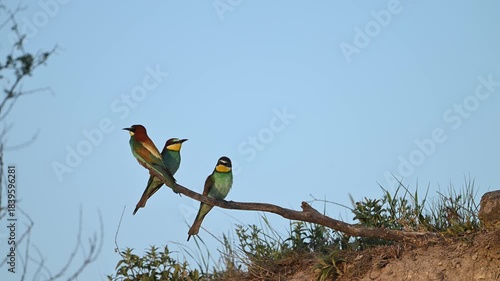 Three European Bee-eaters Merops apiaster perched on a branch take off together and fly away in the wild.
