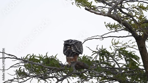 Eastern imperial eagle Aquila heliaca. Wildlife animals. The bird is sitting on a branch looking around. Slow motion. Close up.