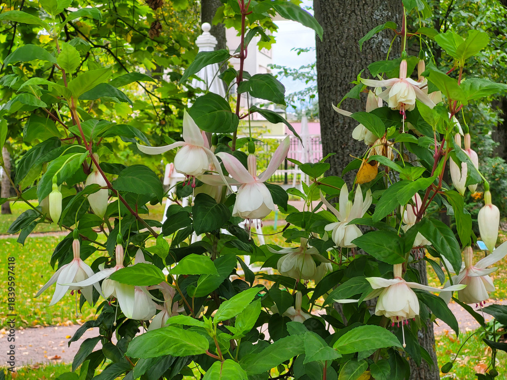 Naklejka premium A delicate pale pink fuchsia flower with drooping white petals and white surrounding buds