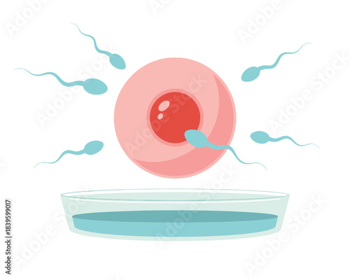 Fertilization of an egg cell by sperm cells in a petri dish