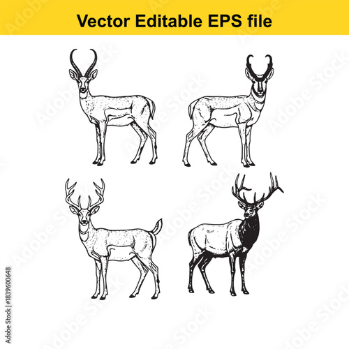  vector illustration of four deer in different poses and line styles on white background