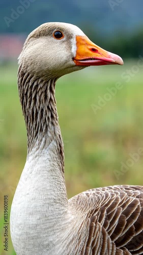 Closeup of goose turning head in tranquil meadow setting with soft focus background