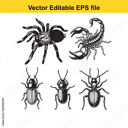  collection of scorpion and beetle illustrations in editable vector format for design