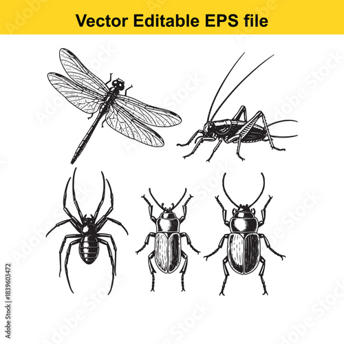  vector illustration of various insects including dragonfly, cricket, spider, and beetles in editable eps format for design