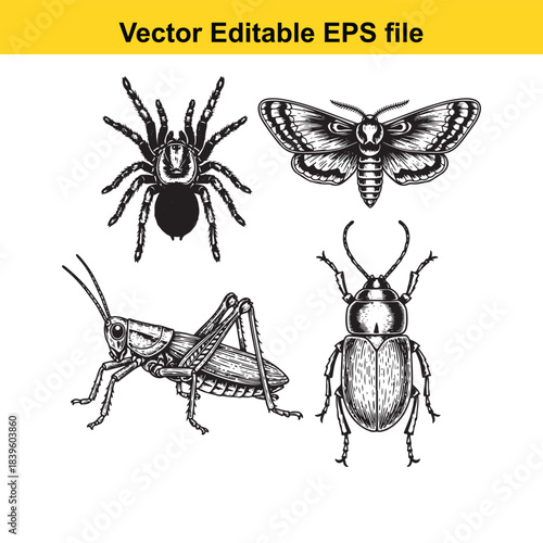  vector illustration of various insects including spider, moth, grasshopper, and beetle in editable eps format for graphic design