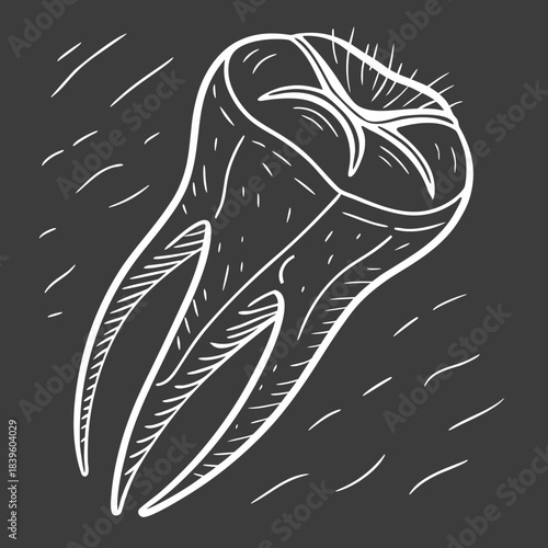 "Molar tooth anatomy vector illustration with roots on dark background, dental dentistry medical science diagram for education and healthcare concept"

