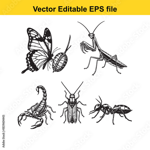  vector illustration of various insects and arachnids in black lines on white background