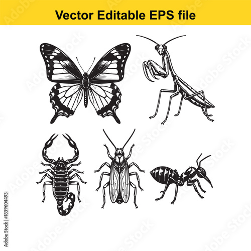  vector illustrations of various insects including butterfly and mantis isolated on white background
